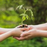 deux mains qui partage une plante