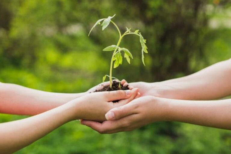 deux mains qui partage une plante